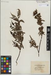 Foto von Salix lasiandra Benth.